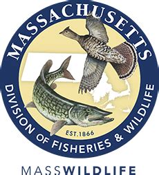 massachusetts freshwater fish species|Division of Fisheries and Wildlife .